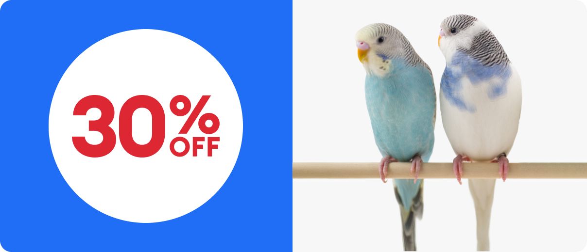 Two colorful parakeets perched on a stick