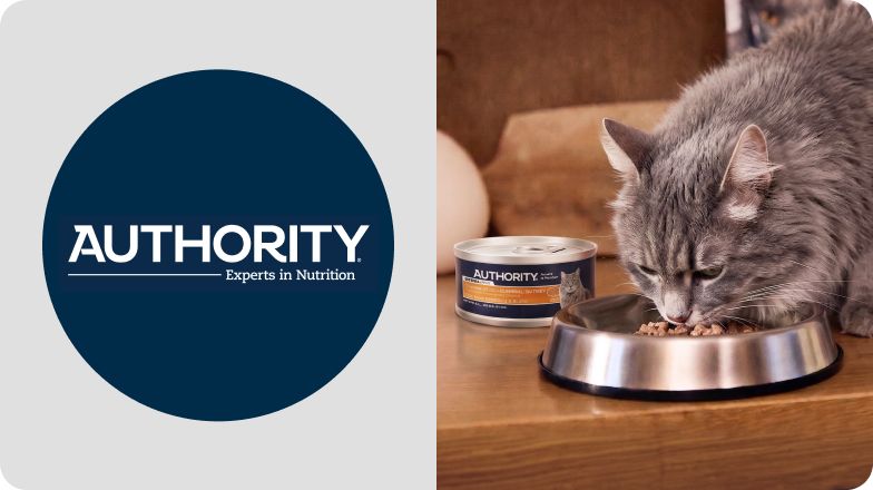 Authority logo & a gray cat eating out of a metal food bowl