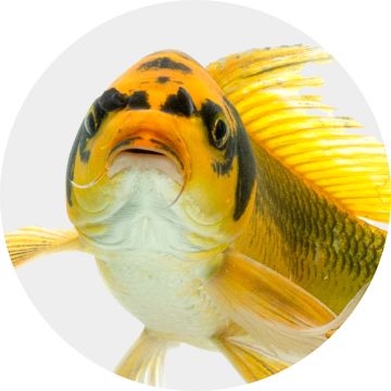 Yellow & blue tropical fish swimming close-up