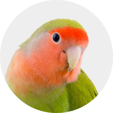 Peach-faced lovebird with green feathers