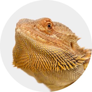 Bearded dragon close-up