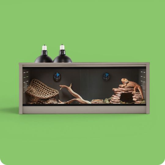 A filled terrarium with a reptile inside