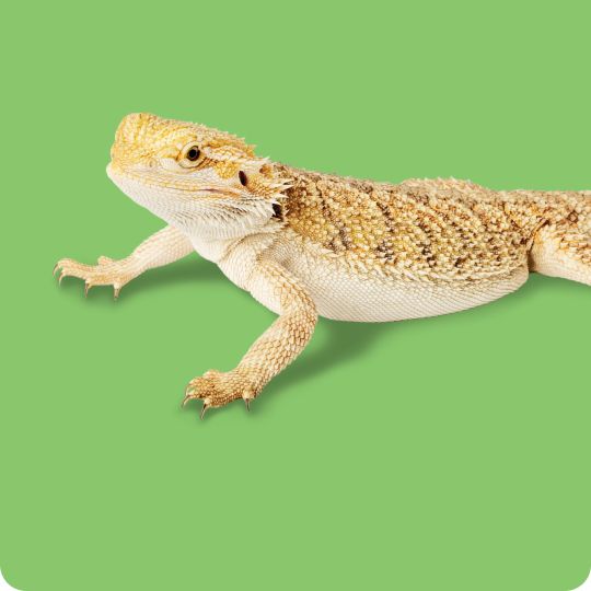 A bearded dragon
