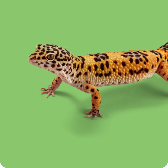 A spotted gecko