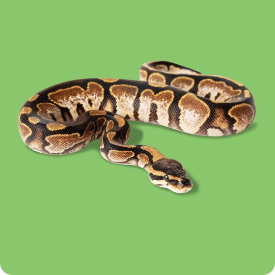 A ball python