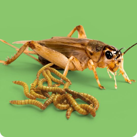 A cricket and worms
