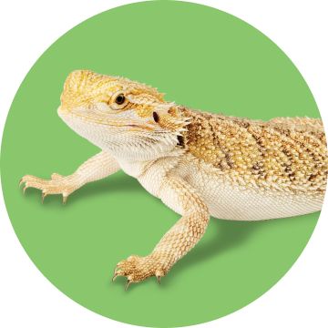 A bearded dragon