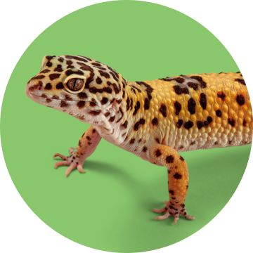A spotted gecko