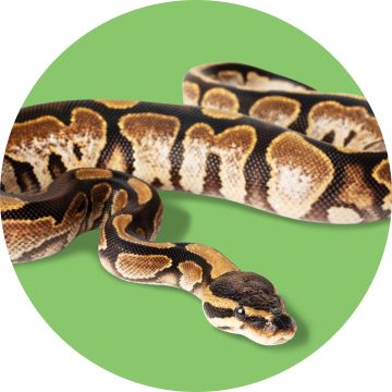 A ball python