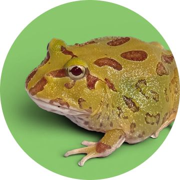 A greenish yellow frog with brown spots