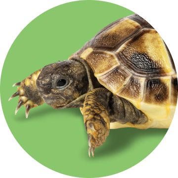 A tortoise