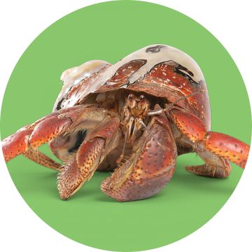 A hermit crab