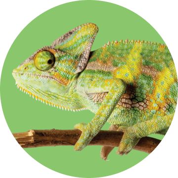 A chameleon