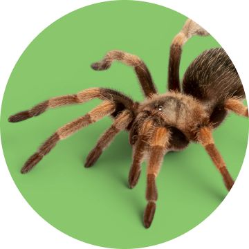 A fuzzy brown spider