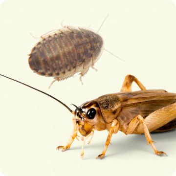 A cricket and a dubia roach