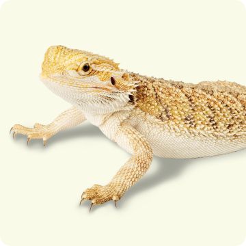 A bearded dragon