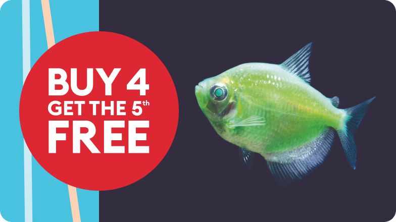 buy fish accessories Ameliade Aquarium Artificial Plants & Rock Cave Betta Tank Decor Set 11.006.007.00cm/4.322.362.75in Made of mild silicone materials fav charms in the shop