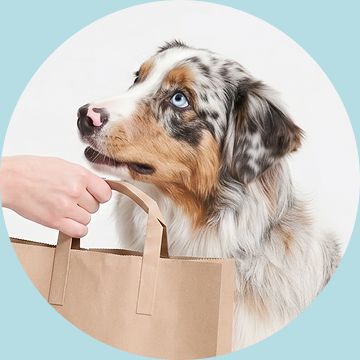 Australian Shepherd looking toward a shopping bag held by a person