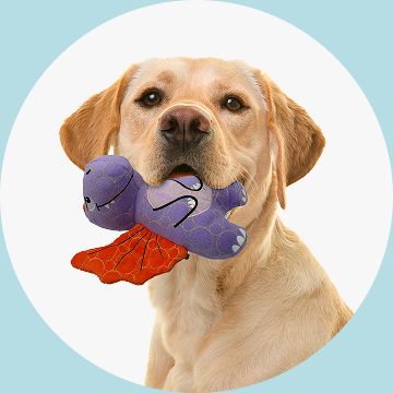 Yellow Labrador Retriever holding a purple plush toy in its mouth