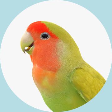Peach-faced lovebird with green & yellow feathers against a white background