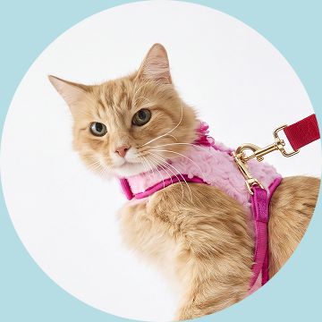 Orange tabby cat wearing a pink harness & leash, looking over its shoulder