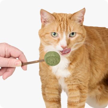 Ginger cat licking a catnip lollypop