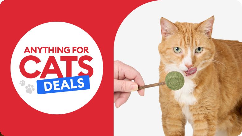 Anything for Cats Deals shown with ginger cat licking catnip lollypop