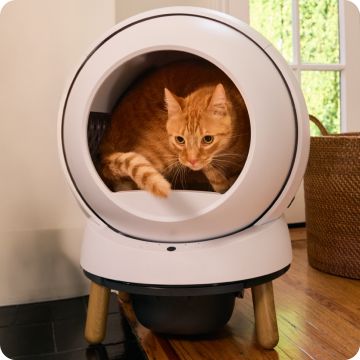 Orange tabby cat peeking out from inside an automatic litter box