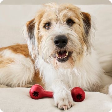 White & tan dog lying on the floor with a red chew toy
