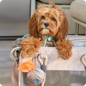 Small brown dog sitting a playpen with toys