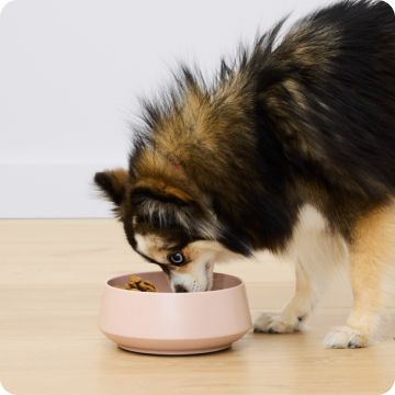 Black & tan dog eating from a pink food bowl on a wood floor