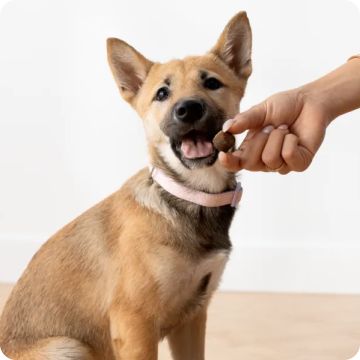 Tan dog taking a treat from a person’s hand