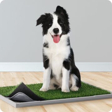 Black & white puppy sitting on a grass potty pad with holder