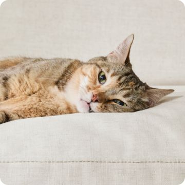 Orange tabby cat lounging on a bed