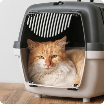 Orange & white cat sitting inside a gray pet carrier