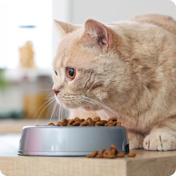 Cream-colored cat eating dry food from a bowl on the floor