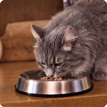 Gray long-haired cat eating from a metal food bowl