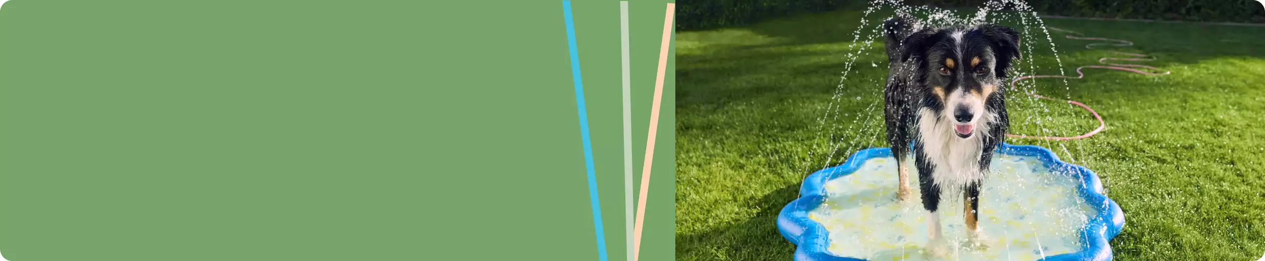 Black & white dog standing on a splash pad under sprinklers in a grassy backyard