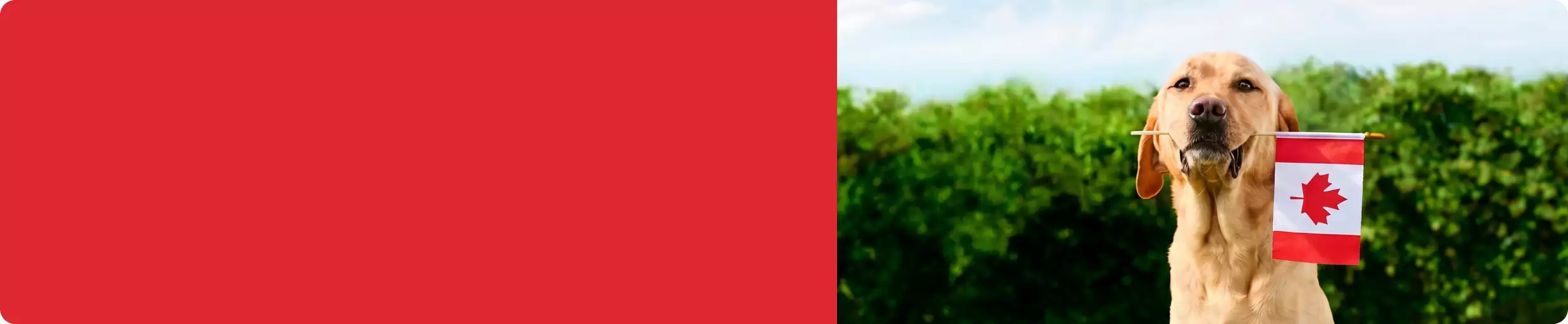 Tan dog holding a small Canadian flag in their mouth outdoors