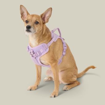 Dog with purple harness