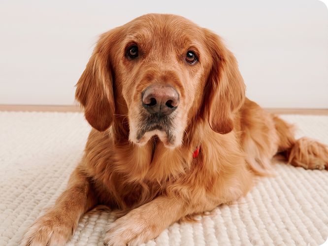 Golden Retriever lying on a rug