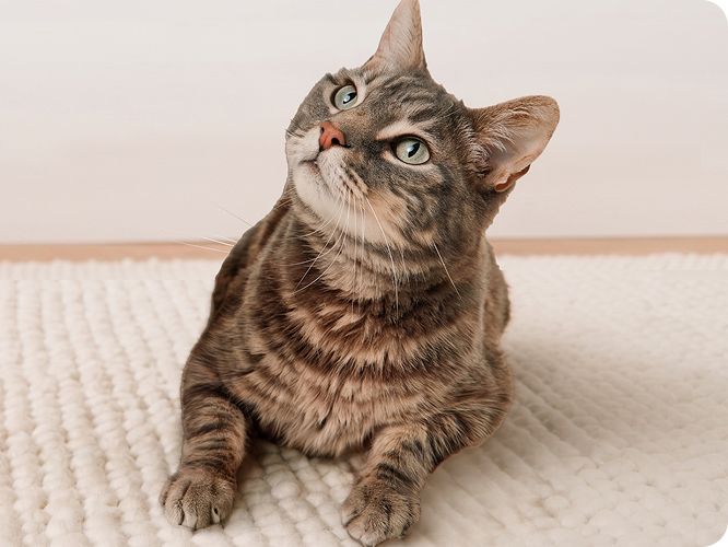 Cat lying on a rug