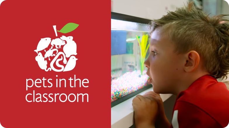 Pets in the Classroom logo and a little boy looking at a fish aquarium