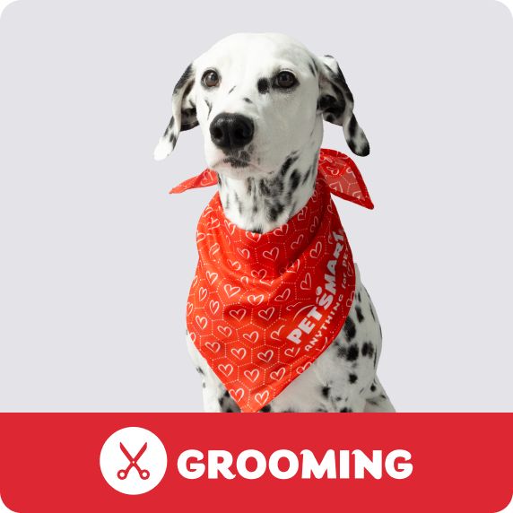 Grooming Salon logo & a dalmation wearing a colorful bandana