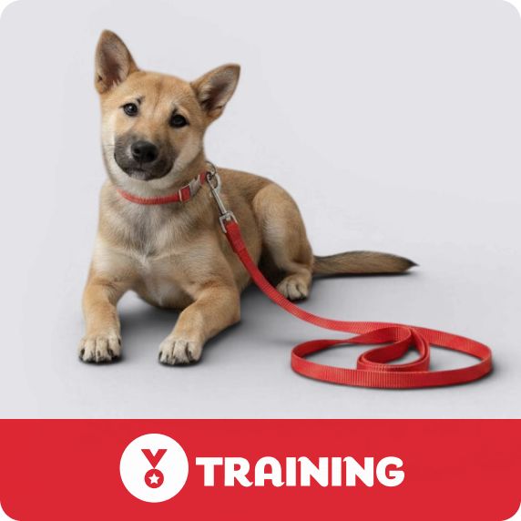 Dog Training logo & a puppy laying on the floor wearing a red collar & leash
