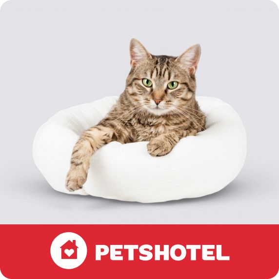 PetsHotel logo & a cat lying on a bed