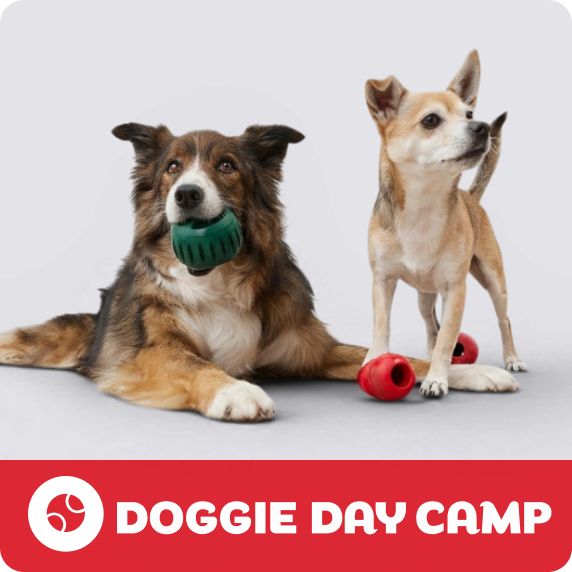 Doggie Day Camp logo, a dog lying down with a green ball & a dog standing with two red KONG toys