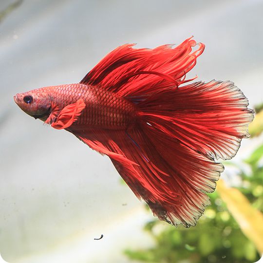 Red betta fish swimming in an aquarium