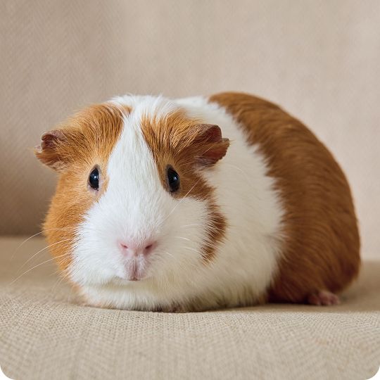 Brown & white guinea pig