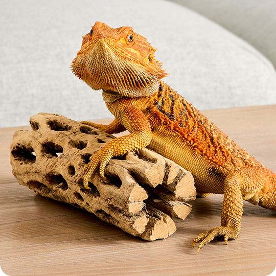 Bearded dragon resting on a piece of driftwood